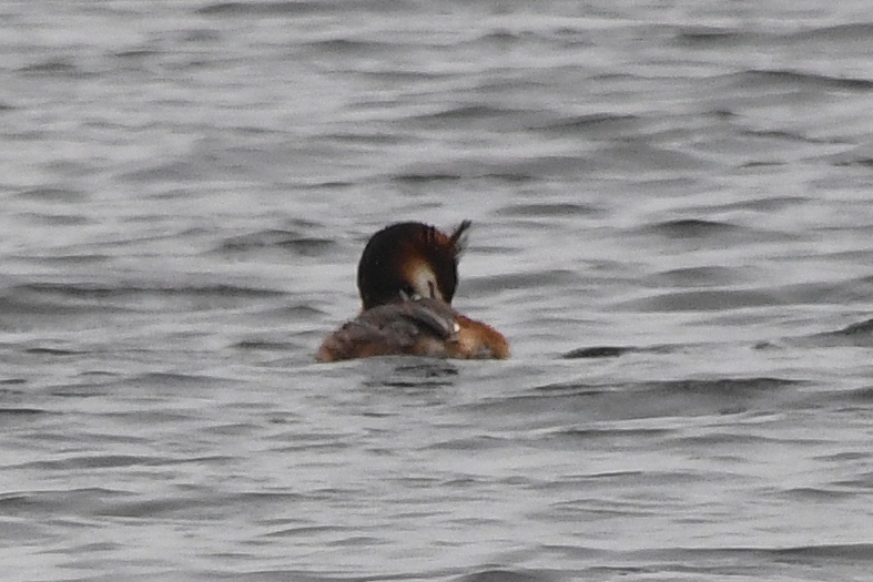 Bahri