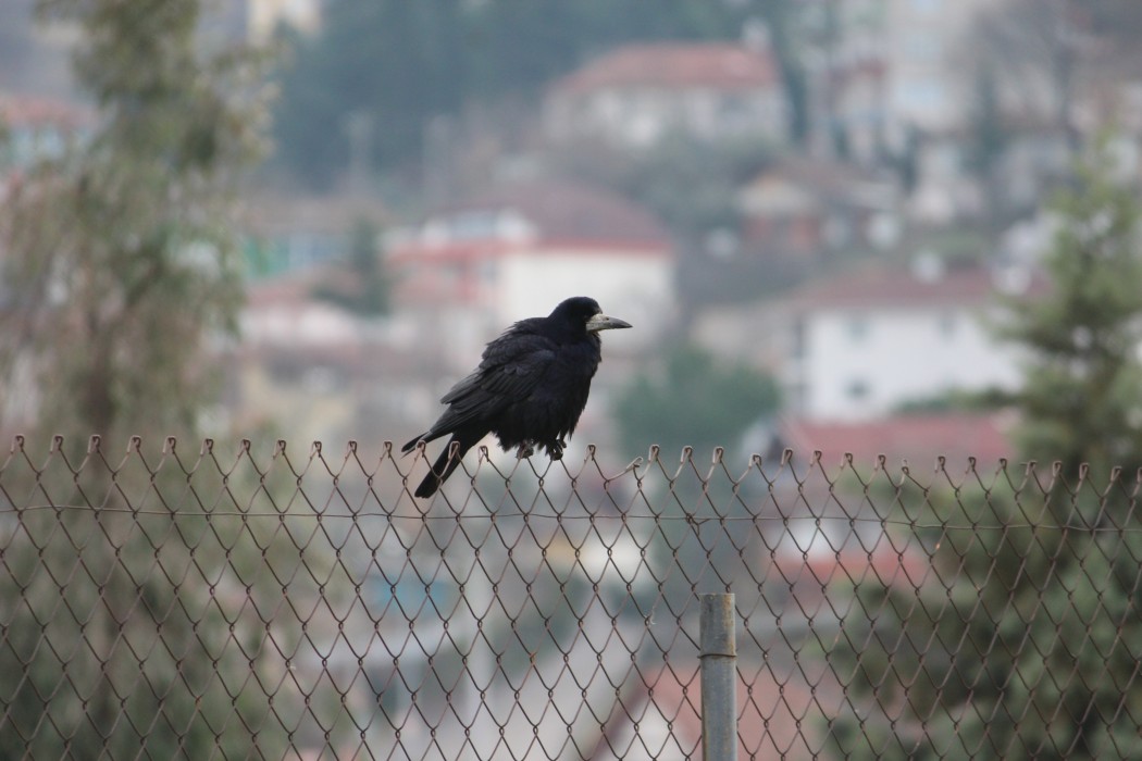 Ekin Kargası