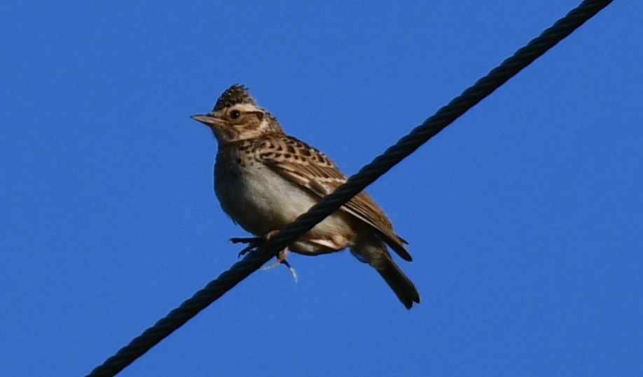 Orman Toygarı