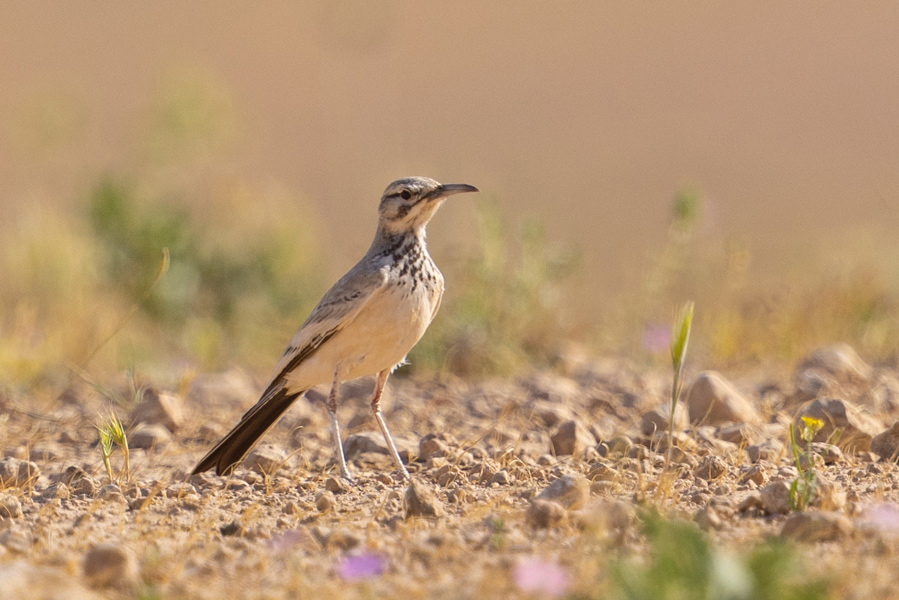 Greater Hoopoe-Lark