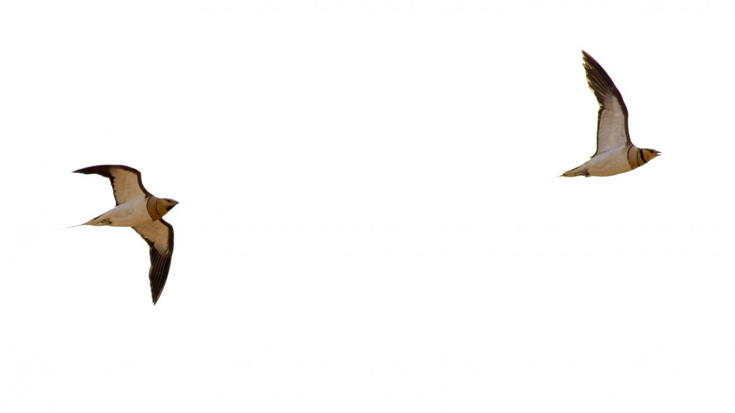 Kılkuyruk Bağırtlak