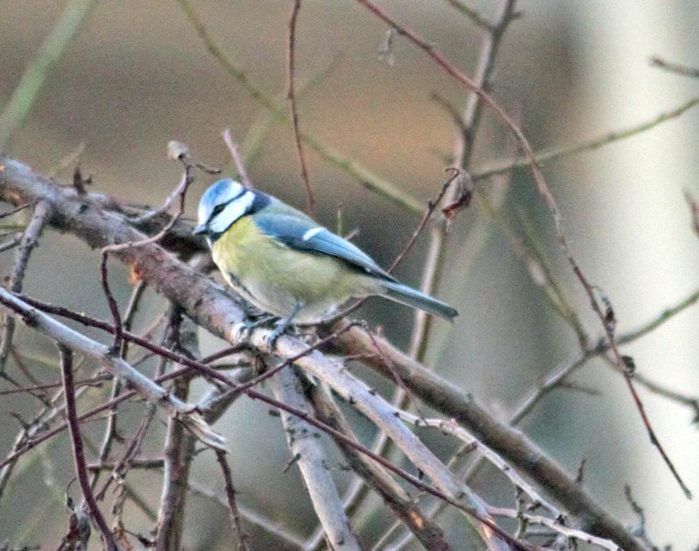 Eurasian Blue Tit