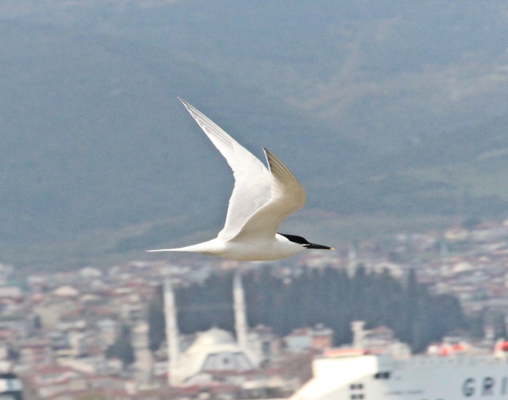 Karagagalı Sumru