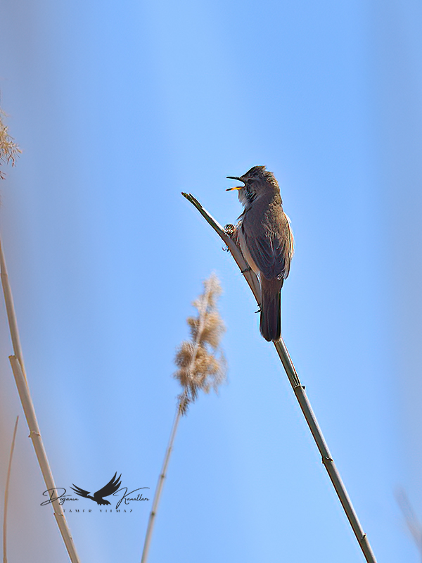 Paddyfield Warbler