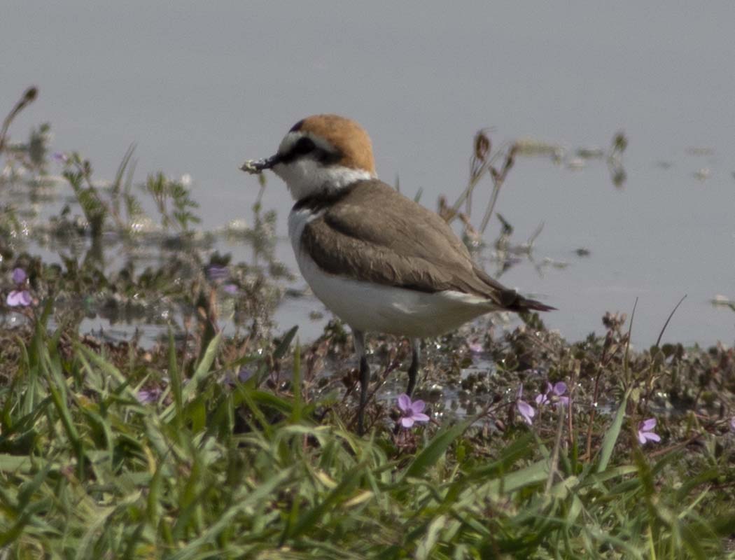 Kentish Plover