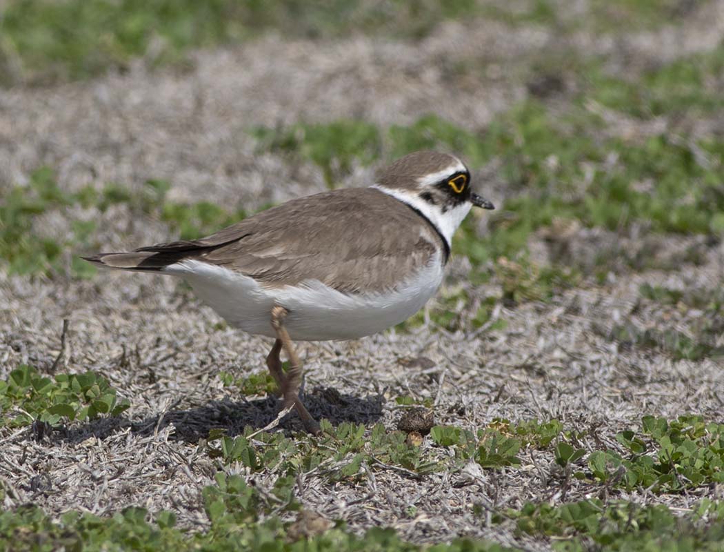 Little Ringed Plover