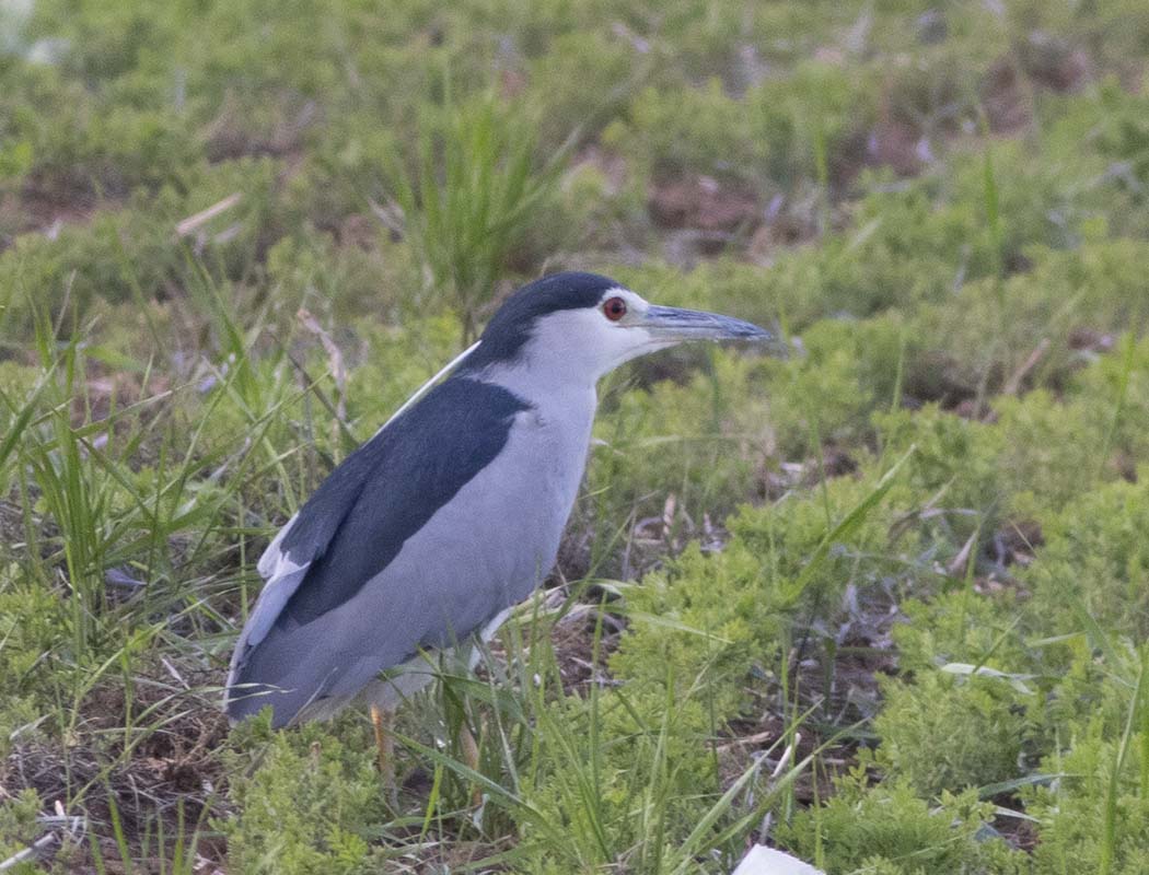 Black-crowned Night Heron