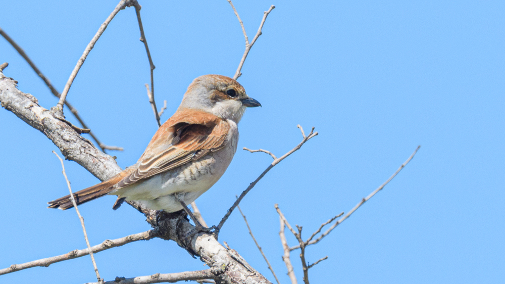 Red-backed Shrike