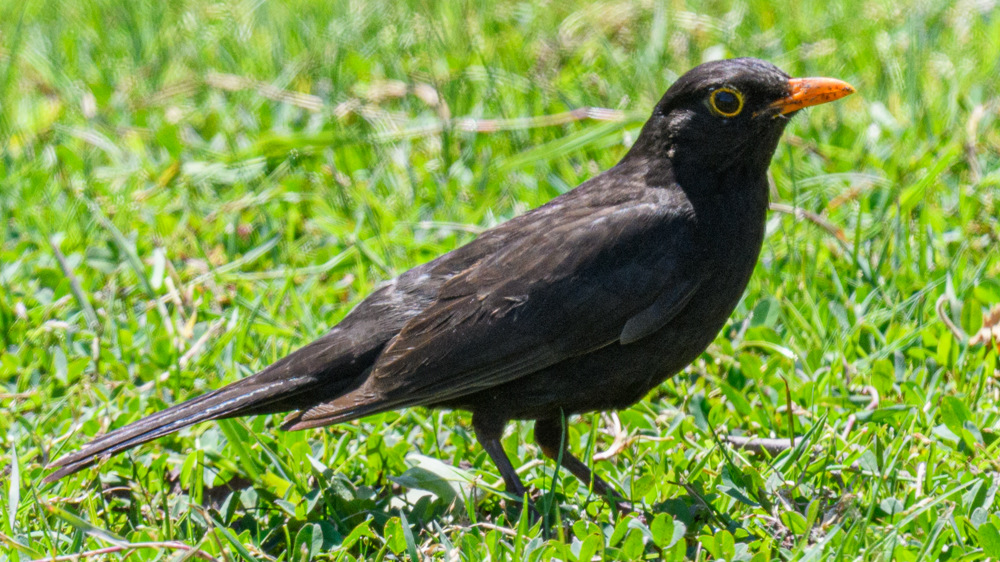 Common Blackbird