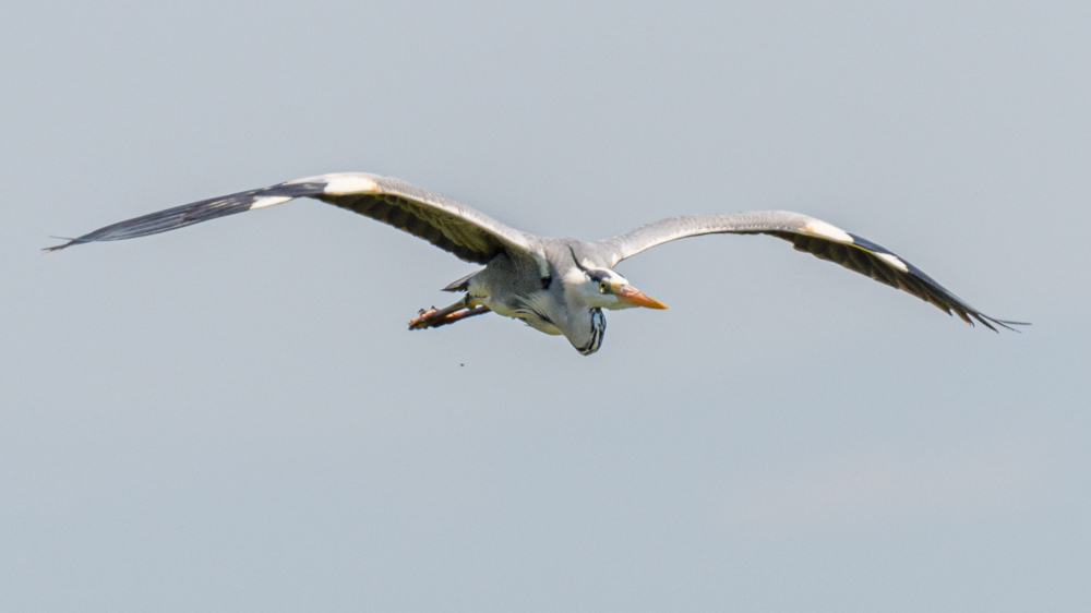 Grey Heron