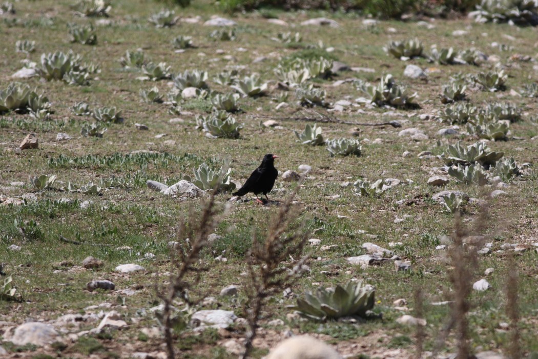 Red-billed Chough