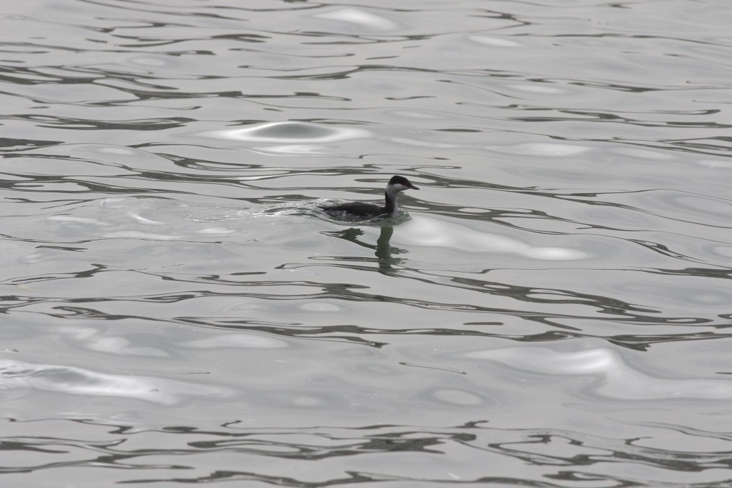 Horned Grebe