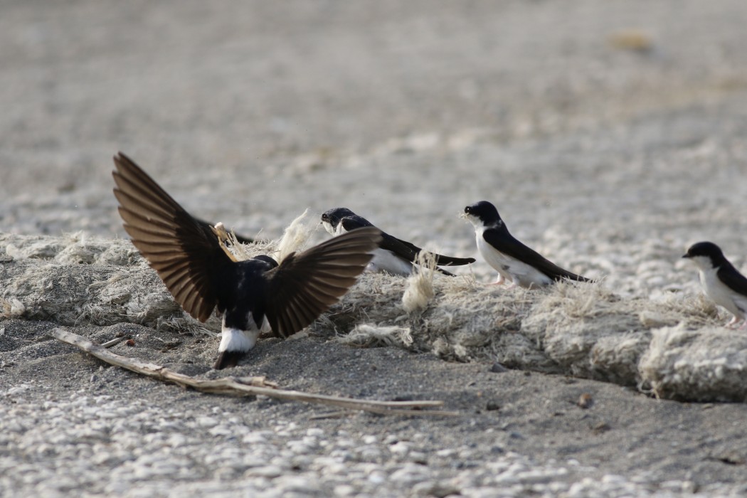 Common House Martin