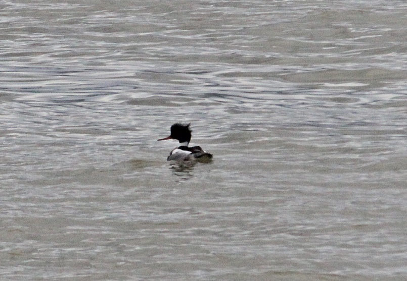Red-breasted Merganser