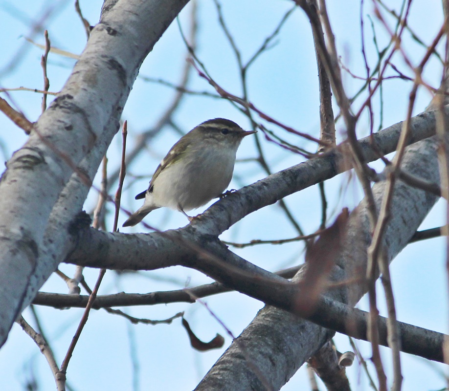 Yellow-browed Warbler