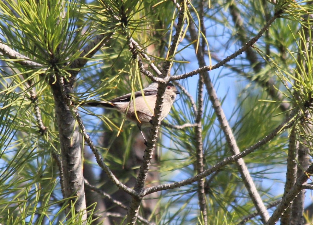 Long-tailed Tit