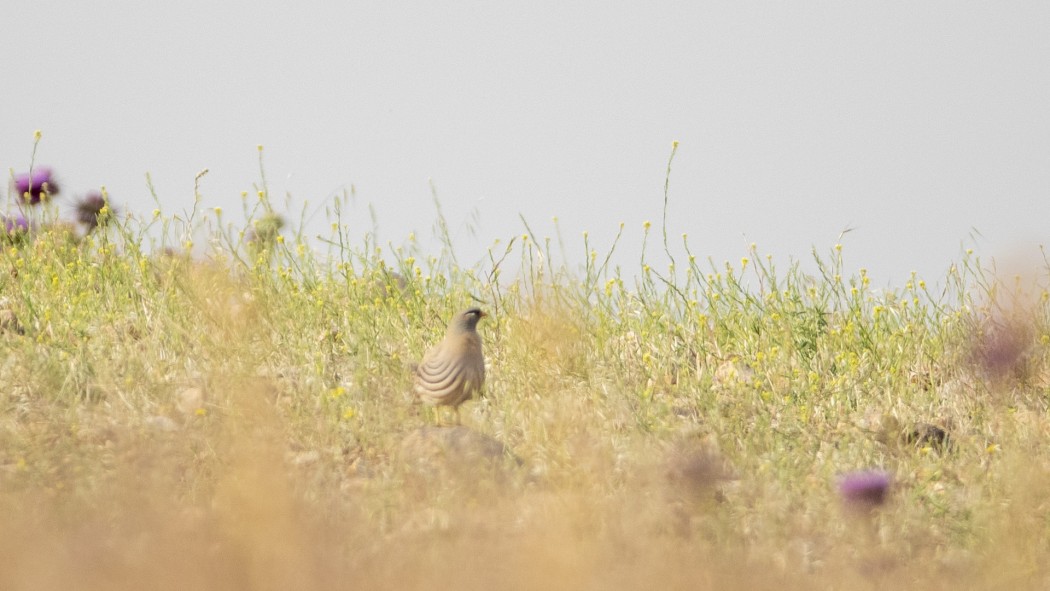 See-see Partridge