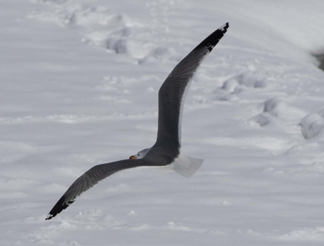 Armenian Gull