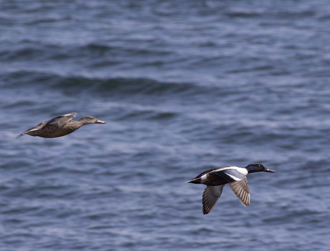 Northern Shoveler