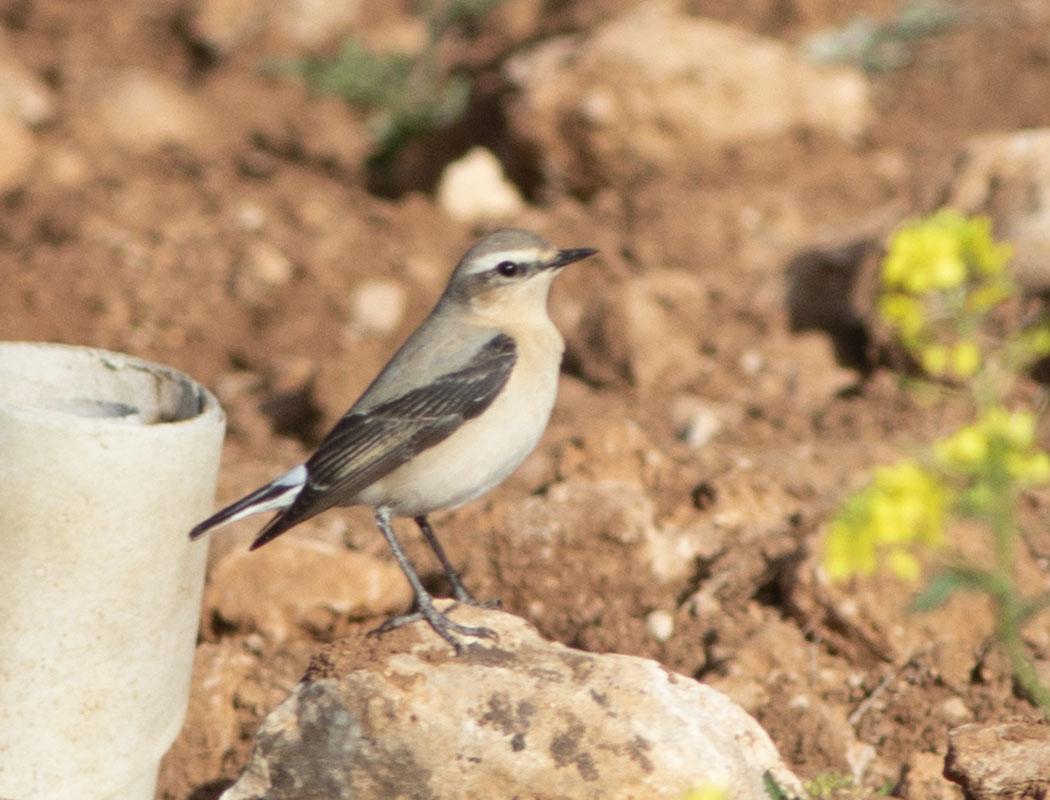 Northern Wheatear