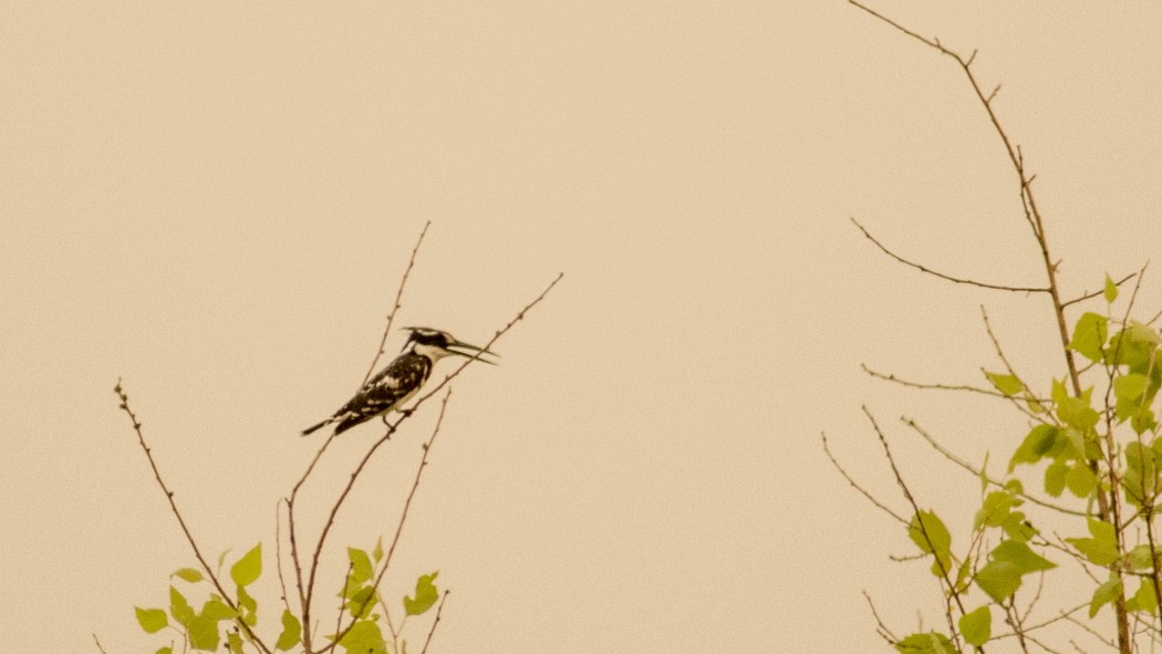Pied Kingfisher