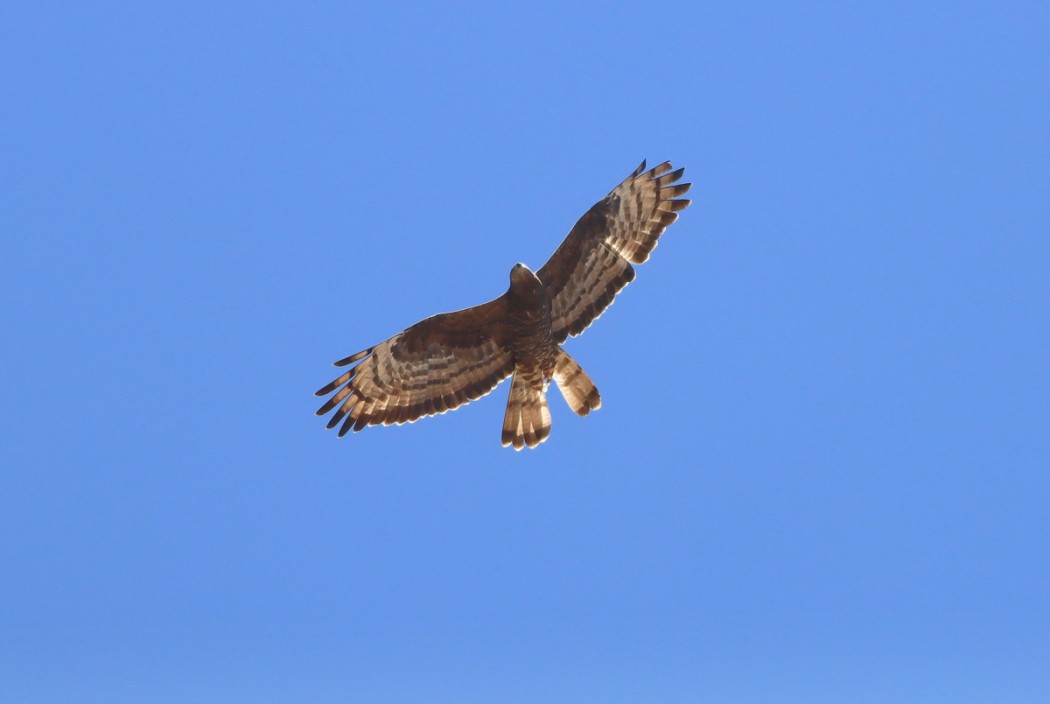 Arı Şahini