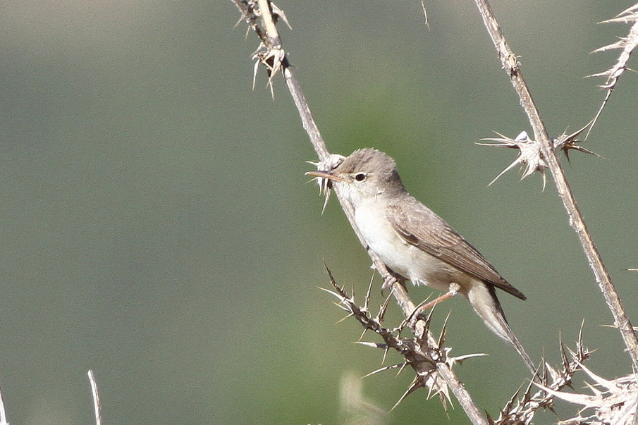 Dağ Mukallidi