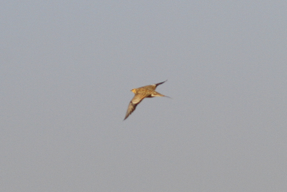 Kılkuyruk Bağırtlak