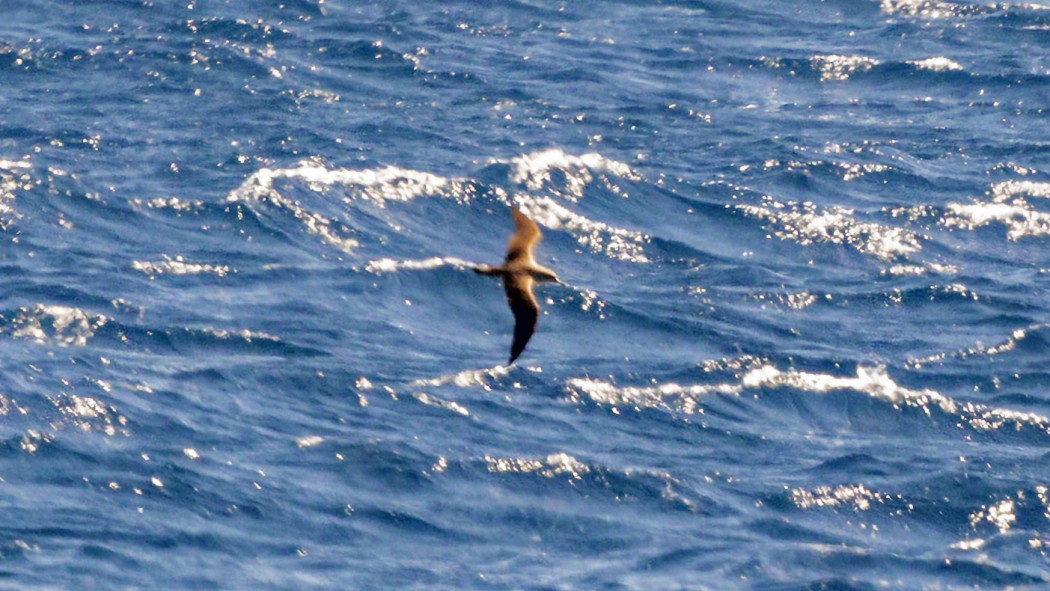 Scopoli`s Shearwater