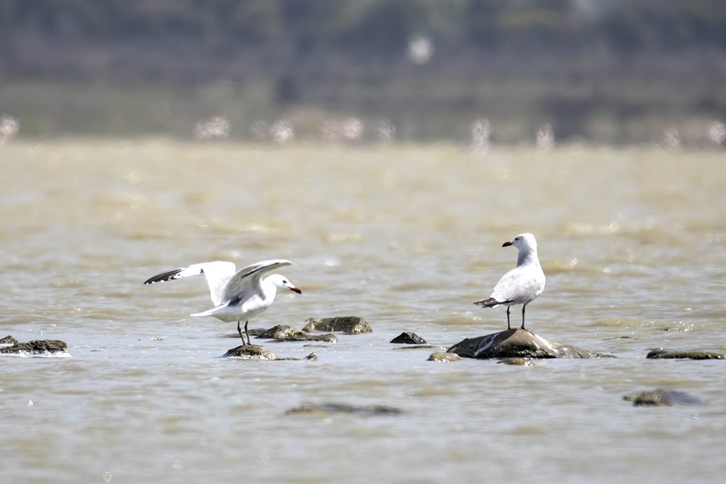 Ada Martısı