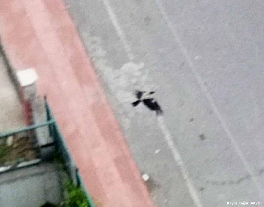 Leş Kargası