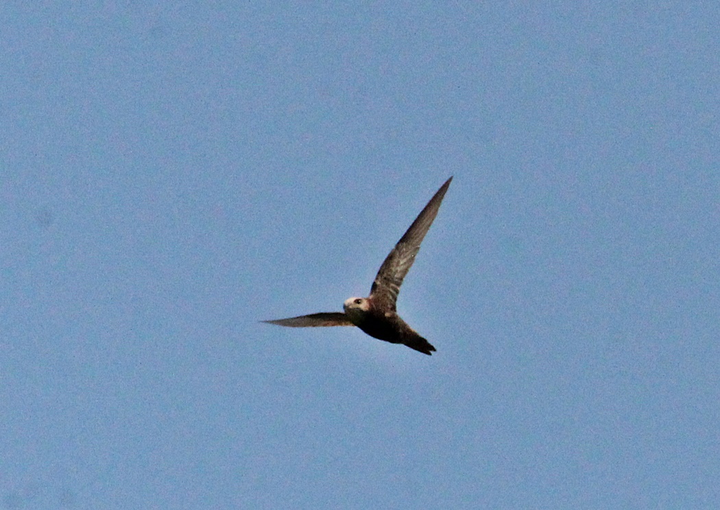 Ebabil