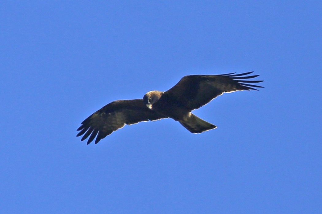 Küçük Kartal