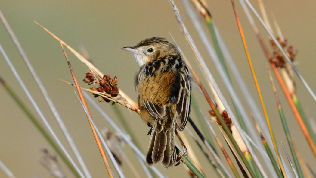 Yelpazekuyruk
