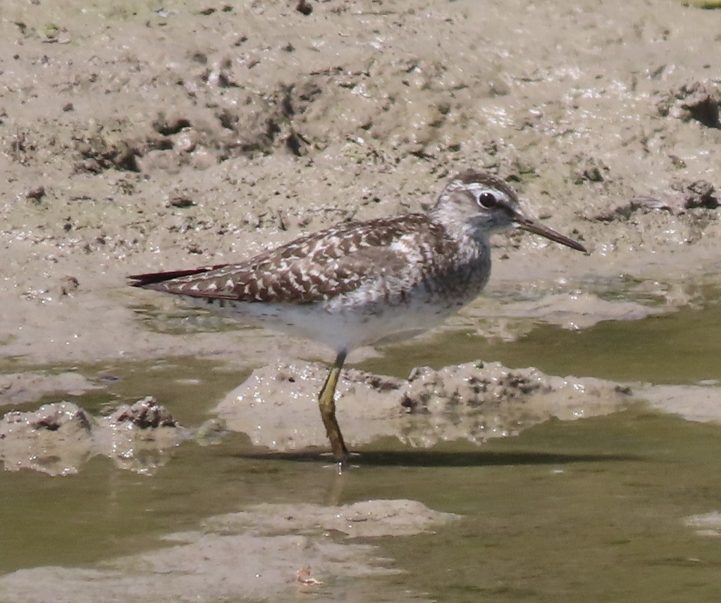 Wood Sandpiper