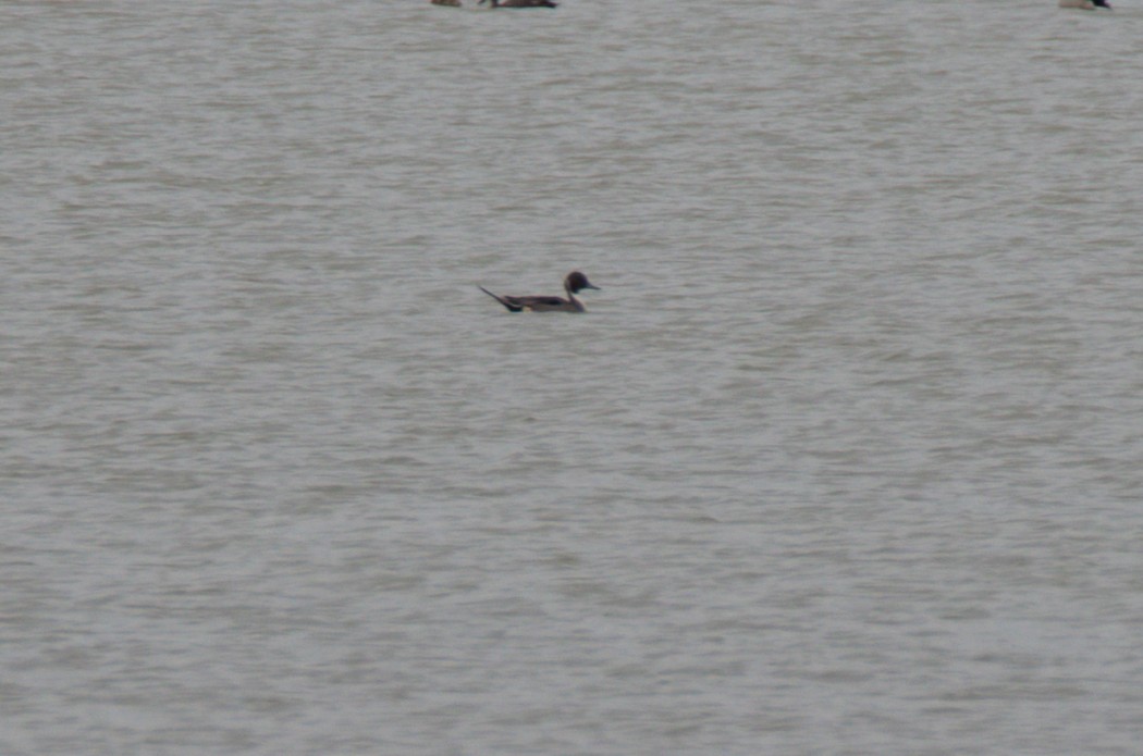 Northern Pintail