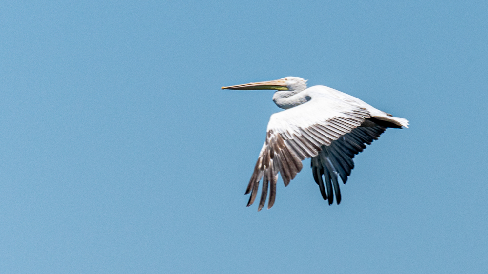 Dalmatian Pelican
