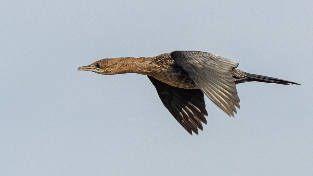 Pygmy Cormorant