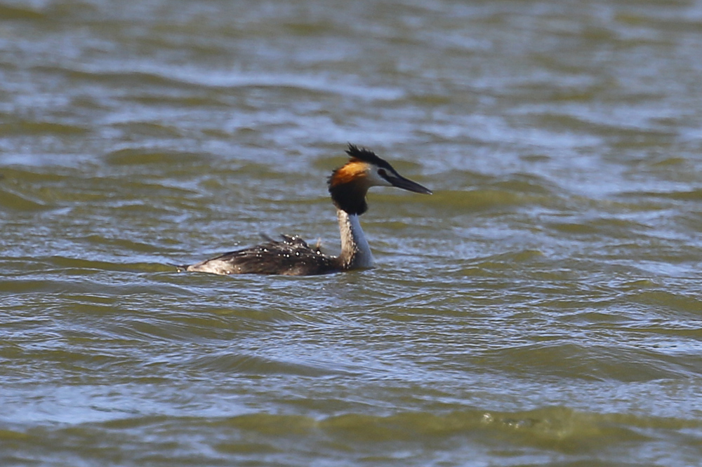 Great Crested Grebe
