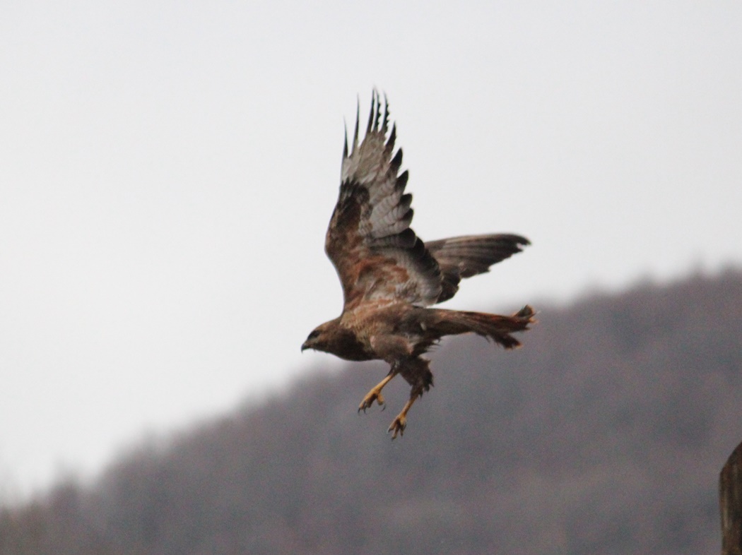 Common Buzzard