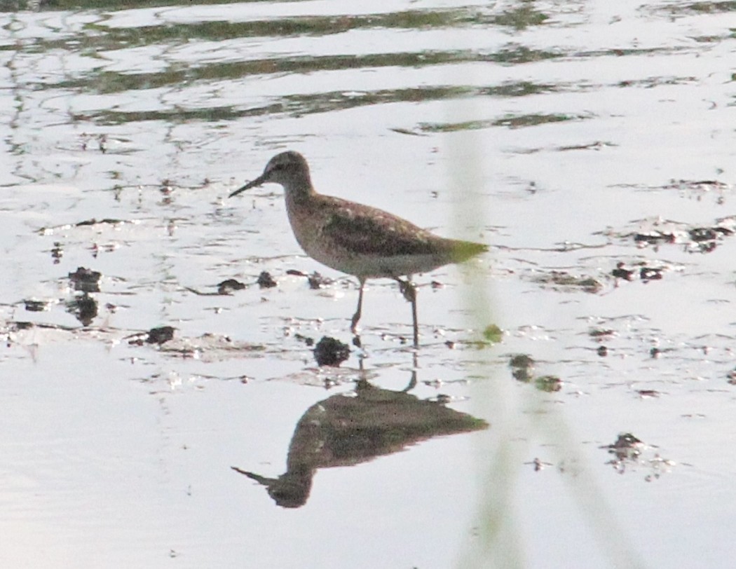 Wood Sandpiper