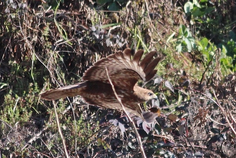 Common Buzzard