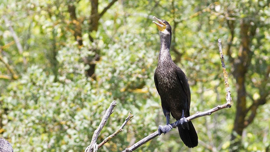 Great Cormorant