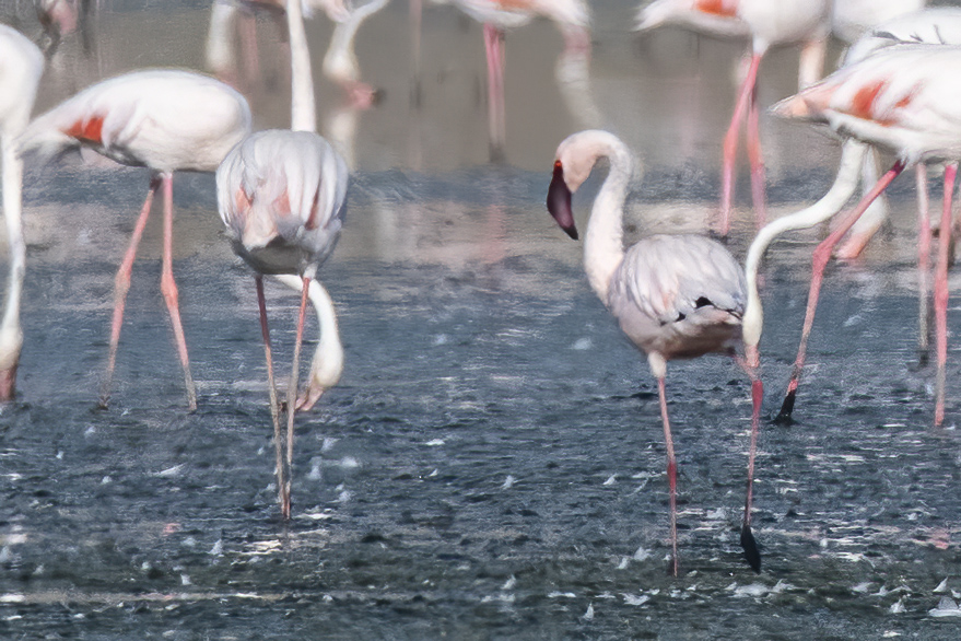 Küçük Flamingo