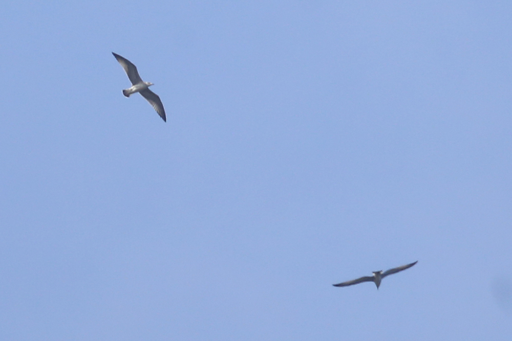Gümüş Martı