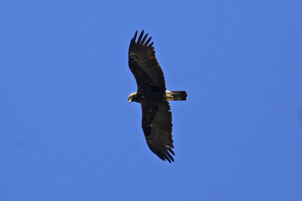 Şah Kartal