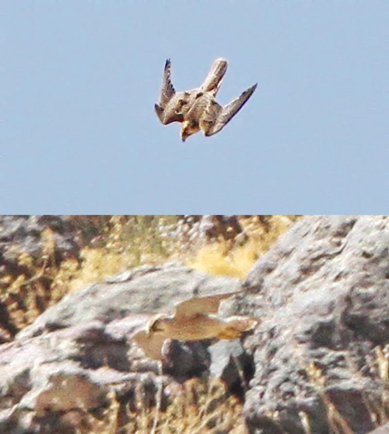 Bıyıklı Doğan