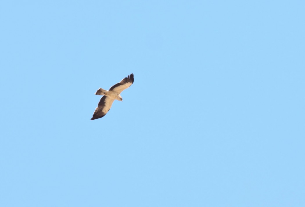 Küçük Kartal