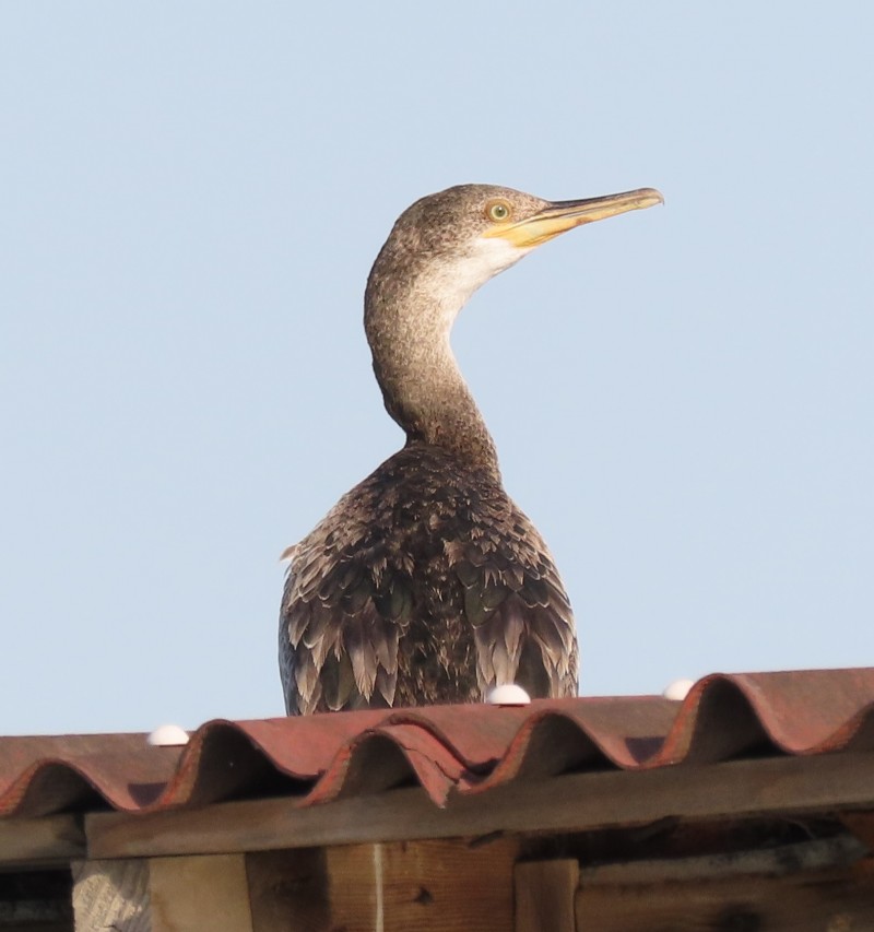 Tepeli Karabatak