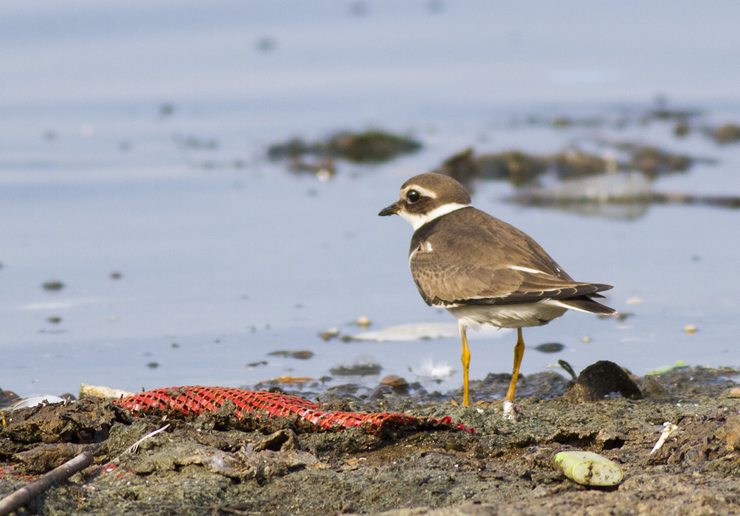 Common Ringed Plover